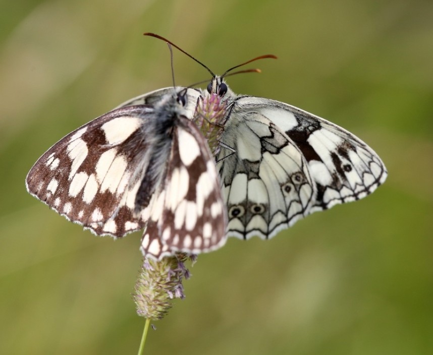  Marbled Whites gathering to roost © Dan Lombard