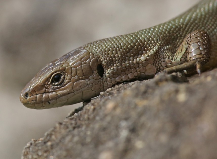  Common Lizard plain morph - Dan Lombard ©