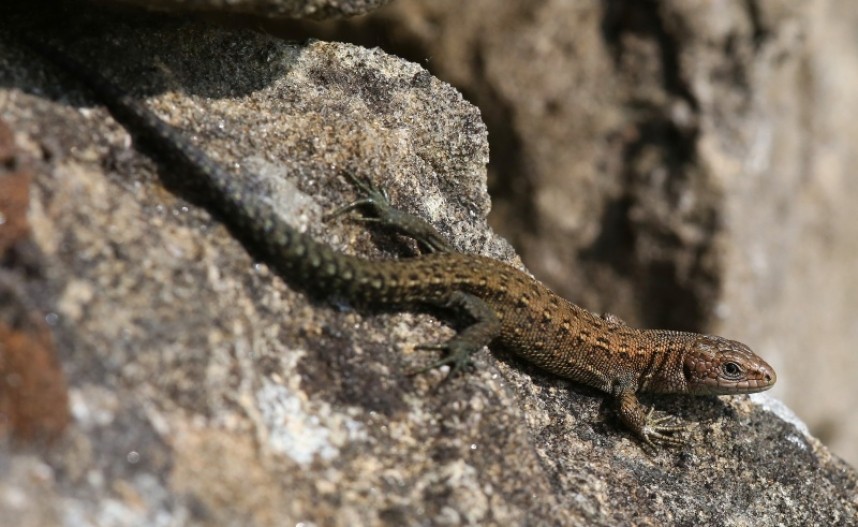  Juvenile male showing dark colouration - Dan Lombard ©