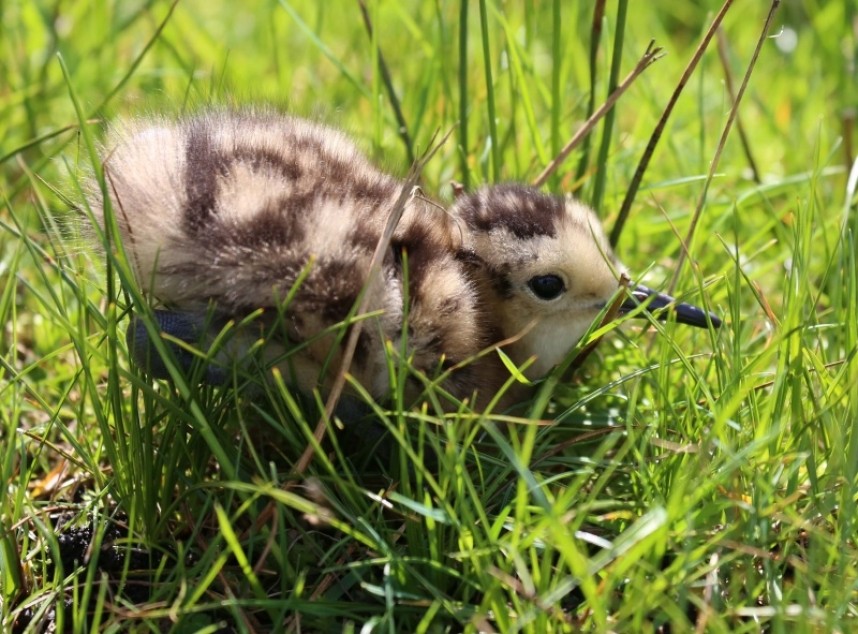  Curlew chick North York Moors © Richard Baines