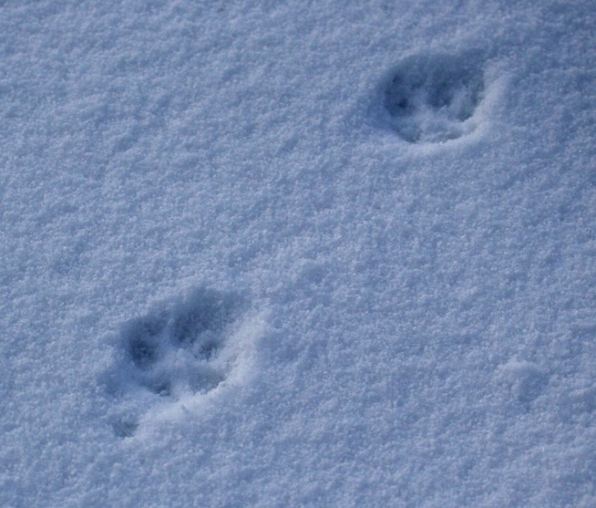  Fox prints in snow © Dan Lombard
