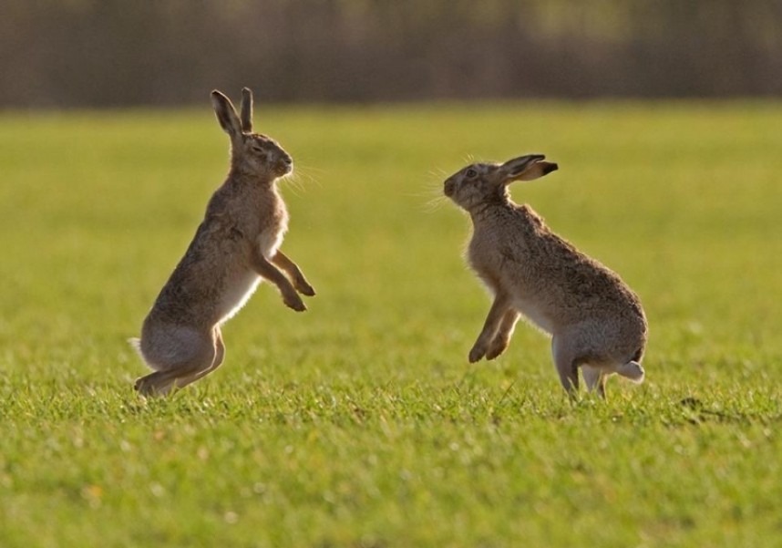  Brown Hares boxing © Steve Race