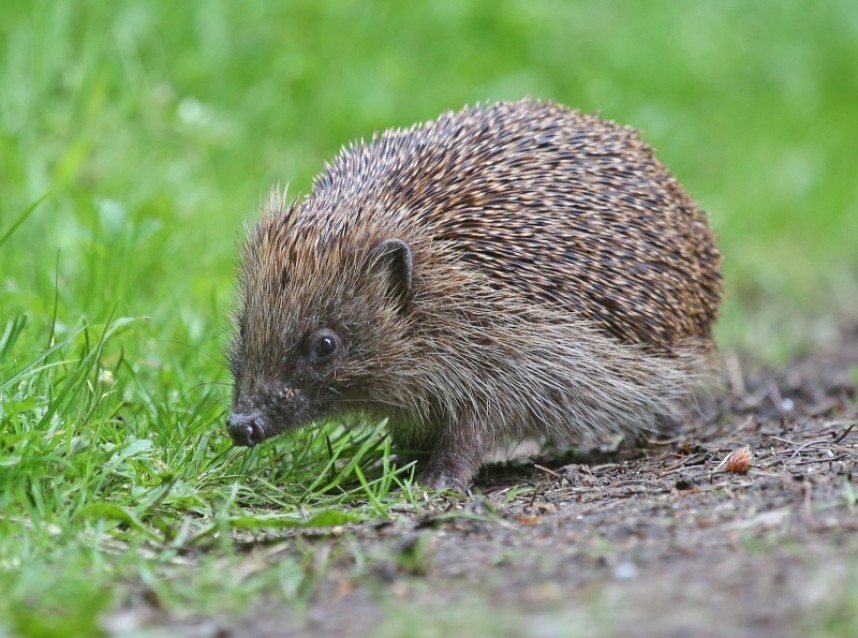  Hedgehog  © Dan Lombard