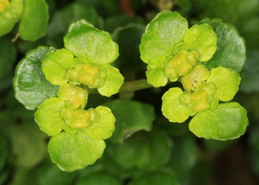  Opposite-leaved Golden-saxifrage © Dan Lombard