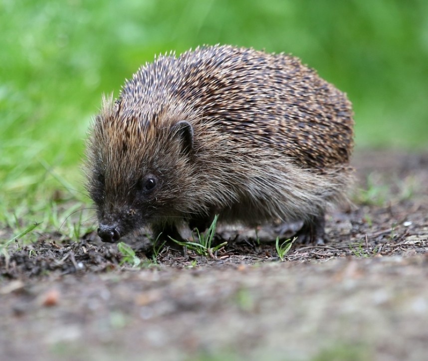  Hedgehog © Dan Lombard