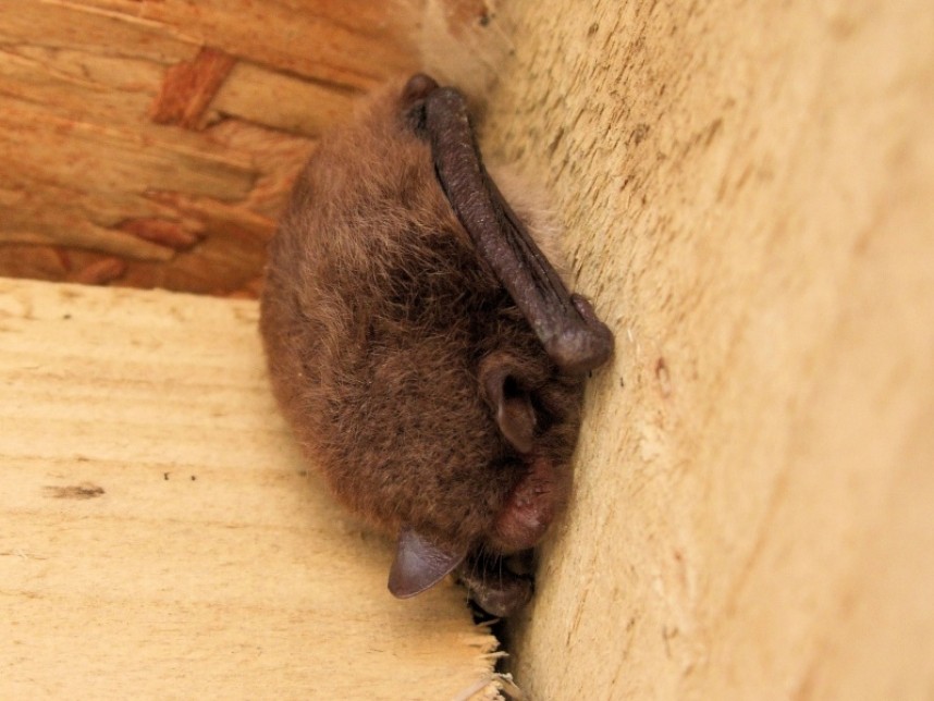  Daubenton's Bat © Dan Lombard