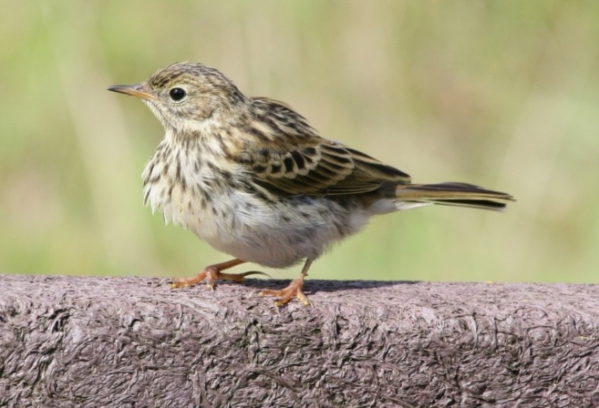   Meadow Pipit © Richard Baines