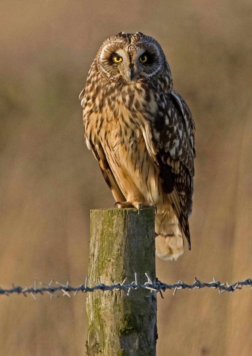  Short-eared Owl © Steve Race