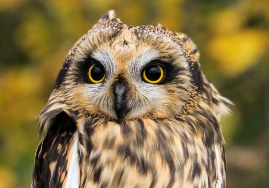  Short-eared Owl © Lucy Murgatroyd 
