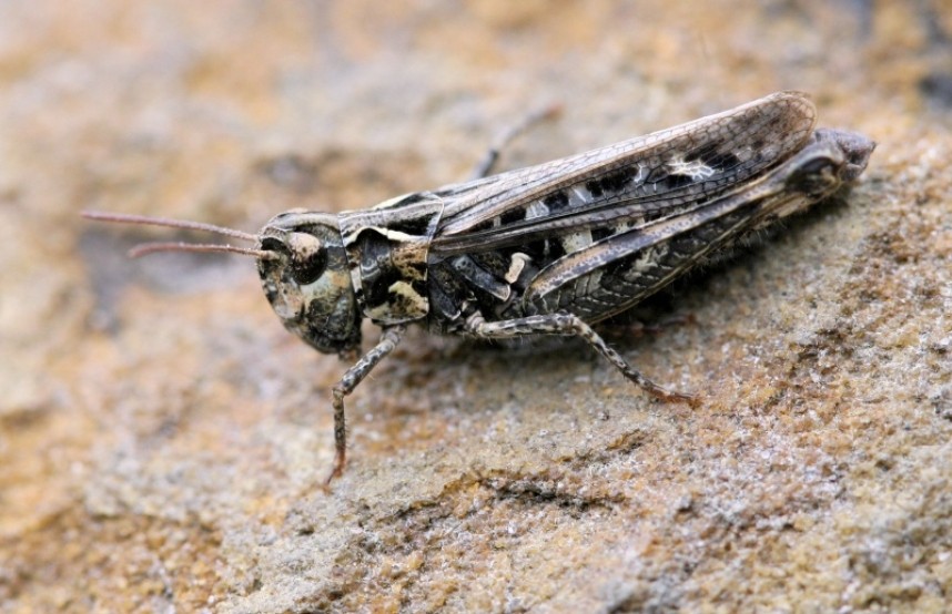  Mottled Grasshopper © Dan Lombard