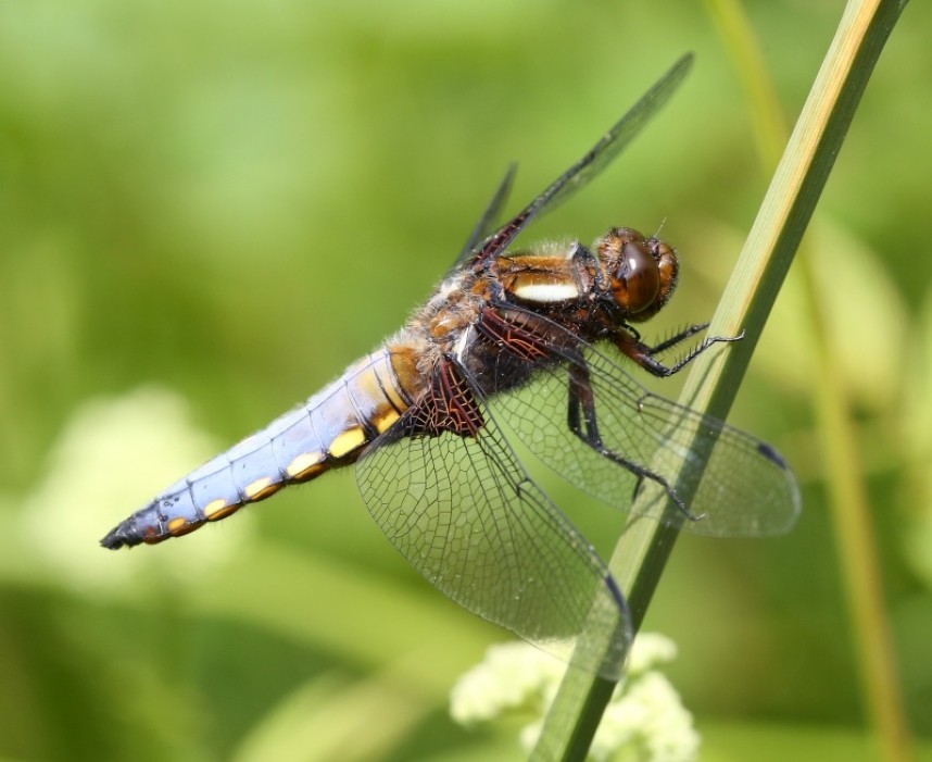  Broad-bodied Chaser male © Dan Lombard