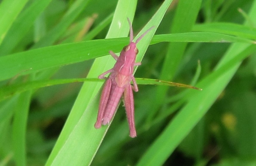  pink form of Field Grasshopper nymph © Richard Baines 