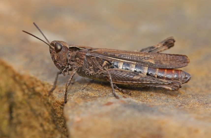  Common Field Grasshopper © Dan Lombard