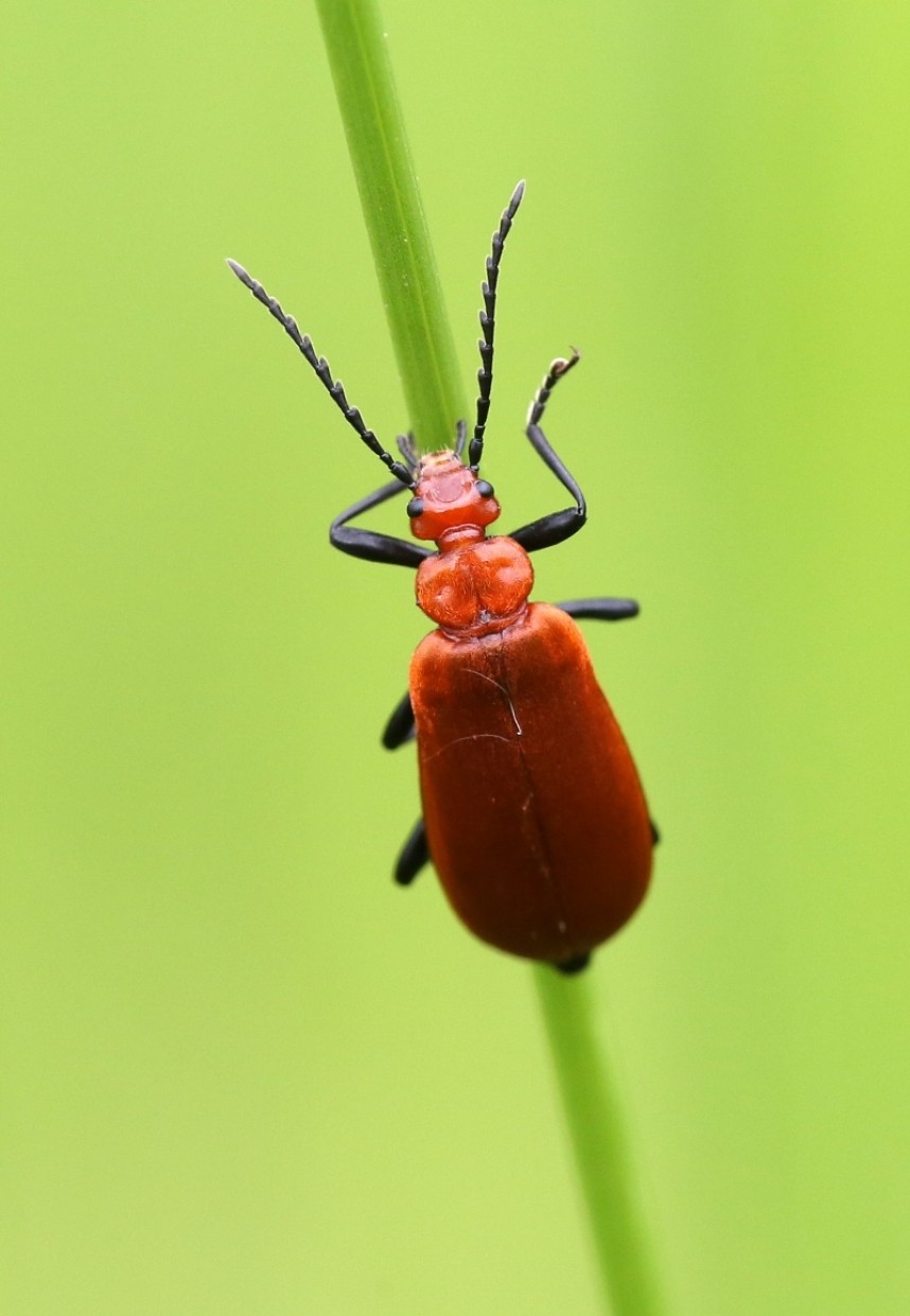  Red-headed Cardinal Beetle © Dan Lombard