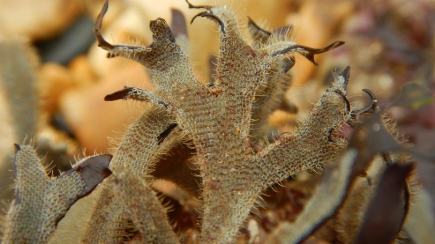  bryozoan hairy sea mat growing over the seaweed Irish Moss © Anthony Hurd 