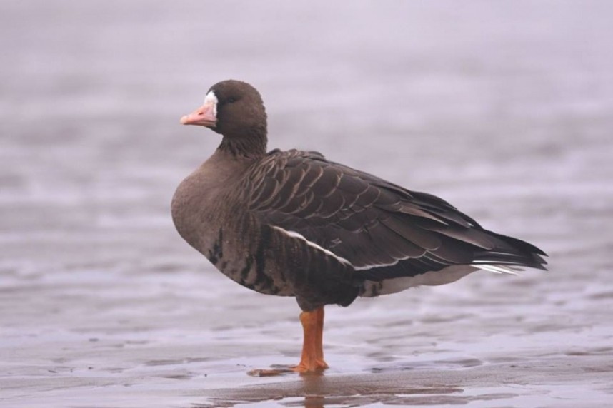  White-fronted Goose at Scarborough © Andy Hood