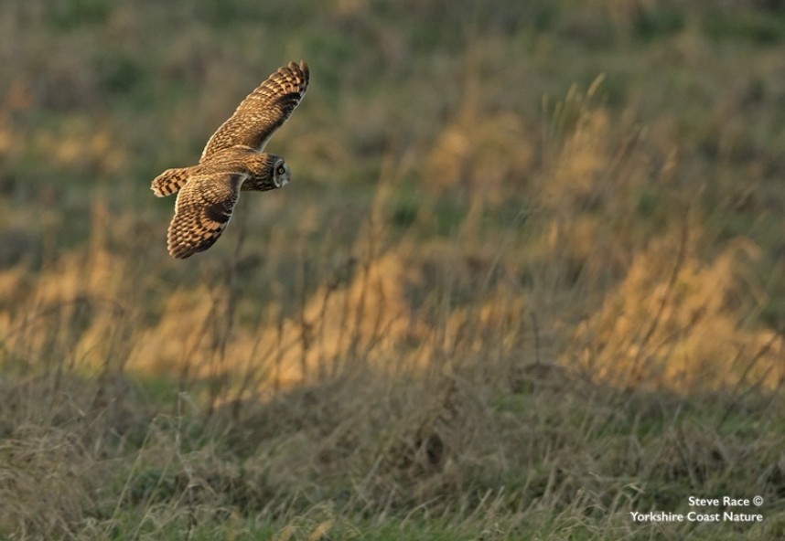  Short-eared Owl North Yorkshire 2017 © Steve Race