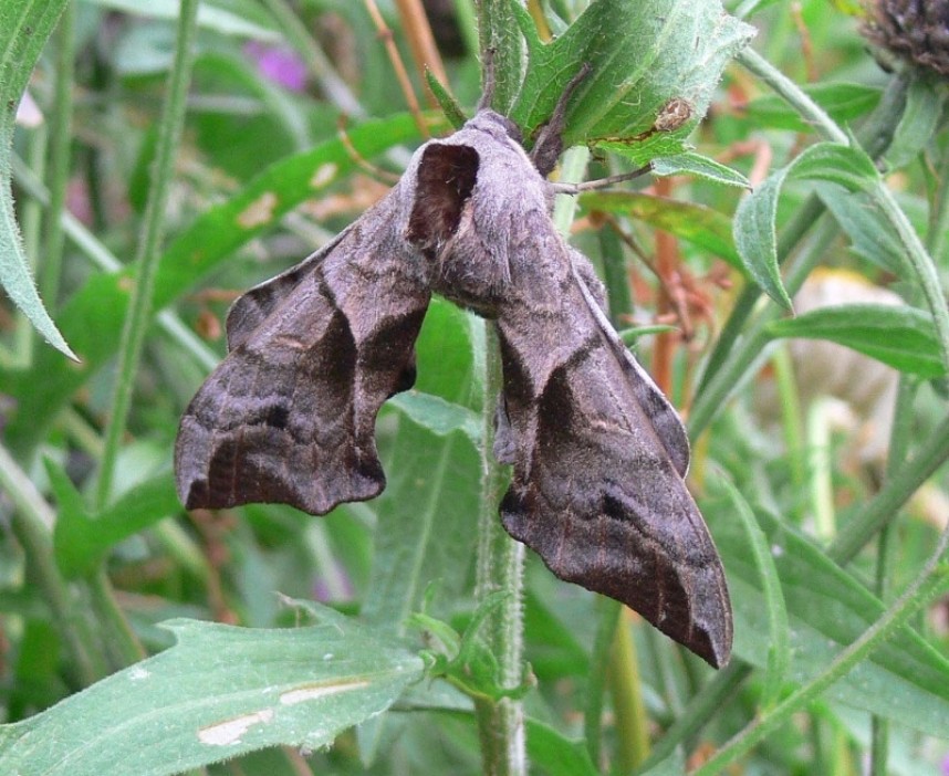  Eyed Hawk-moth (eyes closed) copyright Richard Baines