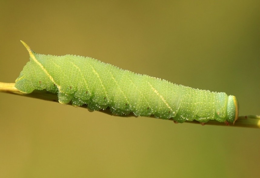  Eyed Hawk-moth caterpillar copyright Dan Lombard