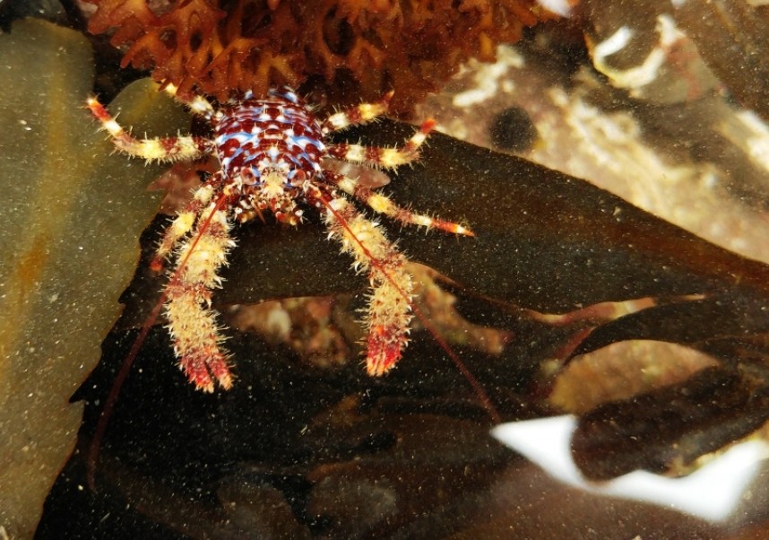  Spiny Squat Lobster © Mark Pearson