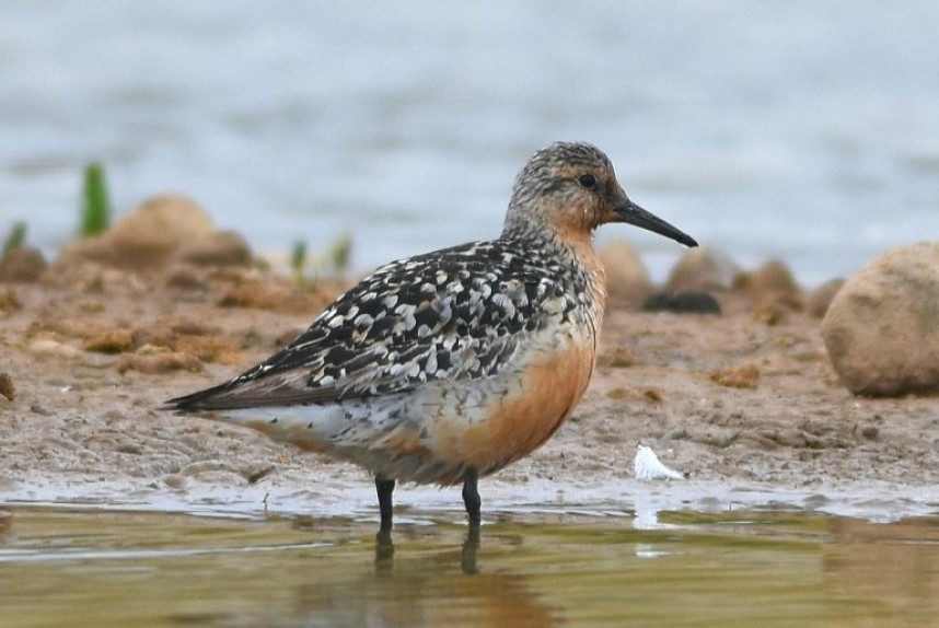  Red Knot Thornwick Pools © Andy Hood 