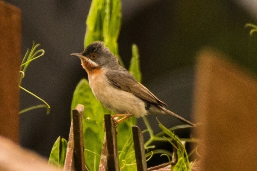  Eastern Subalpine Warbler at South Gare © Brian Clasper
