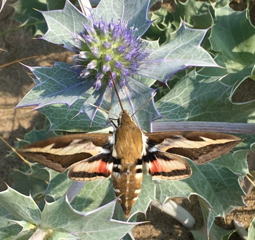  Bedstraw Hawk-moth at Beacon Ponds © Alex Starace
