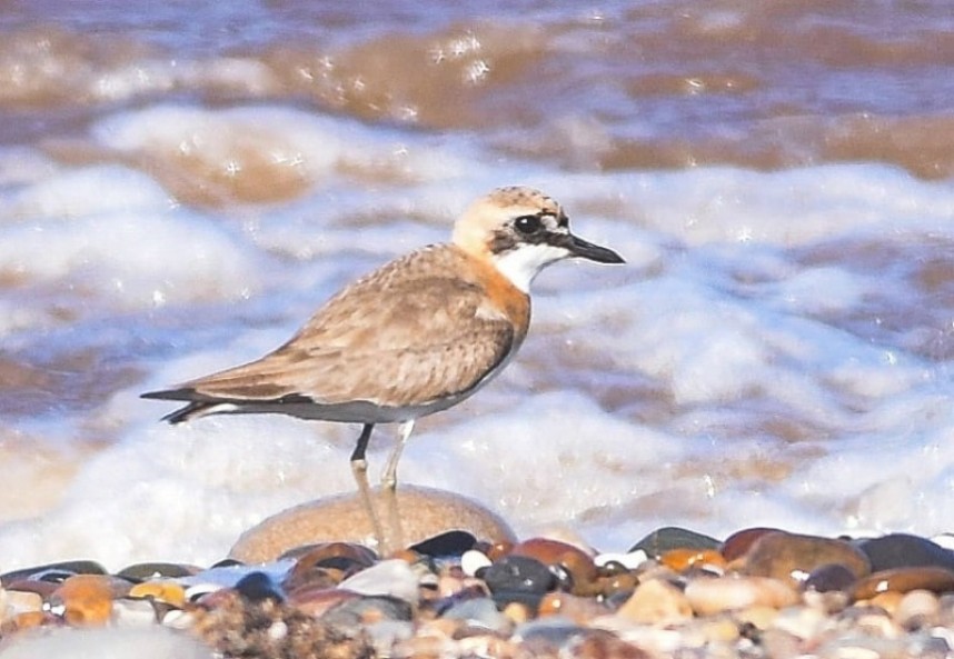  Greater Sand-plover At Beacon Ponds © Andy Hood 