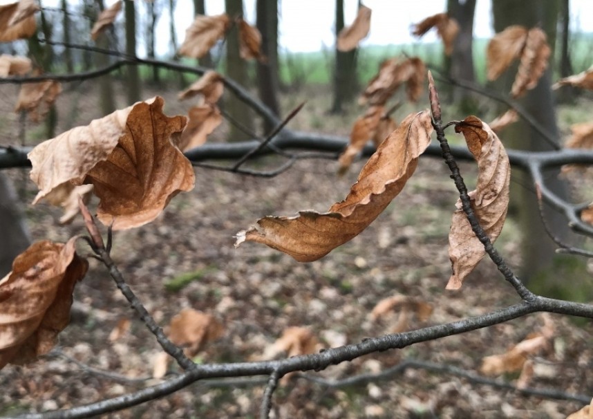  Beech Leaves copper curls with their long pointed fagus buds © Richard Baines  