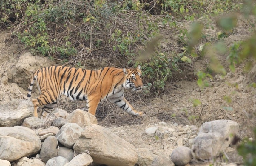 Bengal Tiger Corbett NP © Tony Knowles