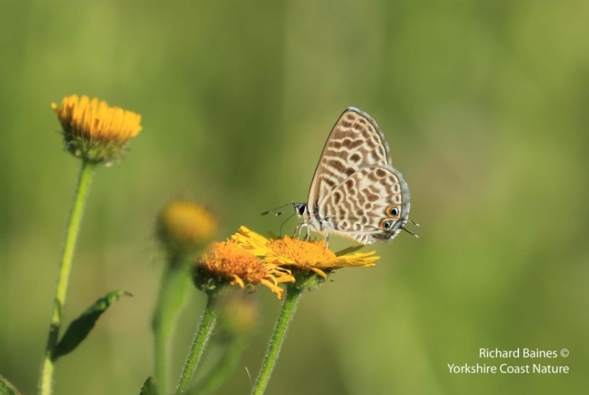 Lang's Short-tailed Blue © Richard Baines
