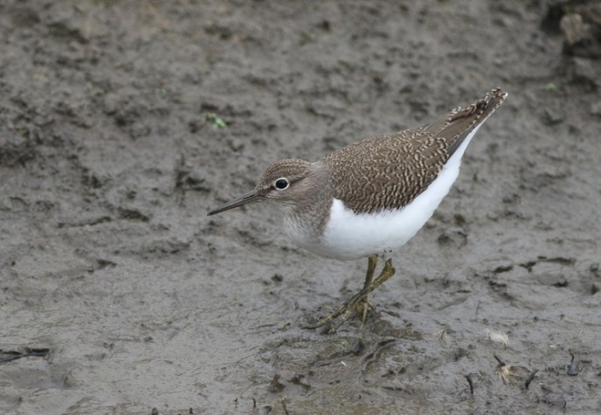  Common Sandpipers were very showy from the new hide - no binoculars needed! 