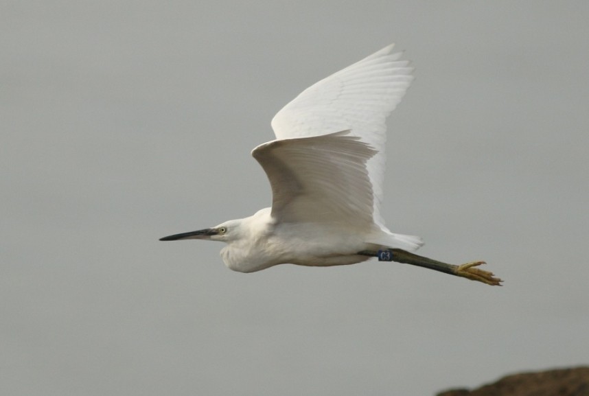  a Little Egret was a great find by one of our young visitors