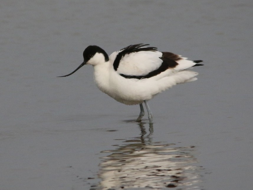  Avocet at North Cave © Maurice Dowson