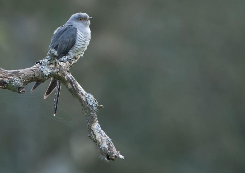  Common Cuckoo © Steve Race
