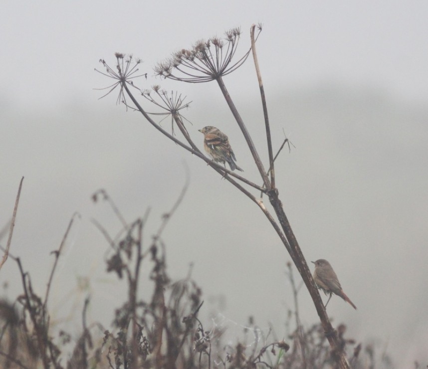  A Brambling and a Common Redstart share an umbellifer in thick fog and drizzle on the Filey clifftop © Mark Pearson