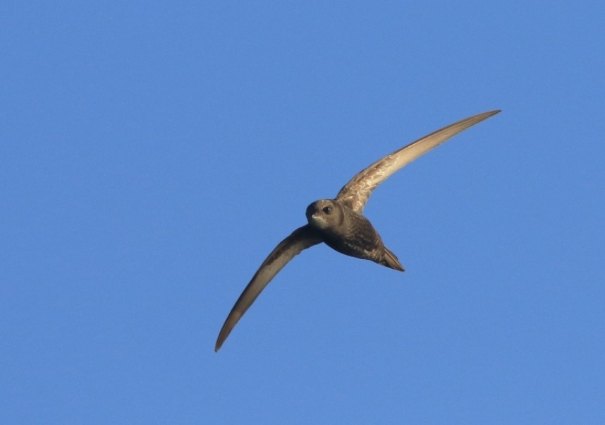  Common Swift - a vismig favourite, especially when it's the first of the spring! © Mark Pearson