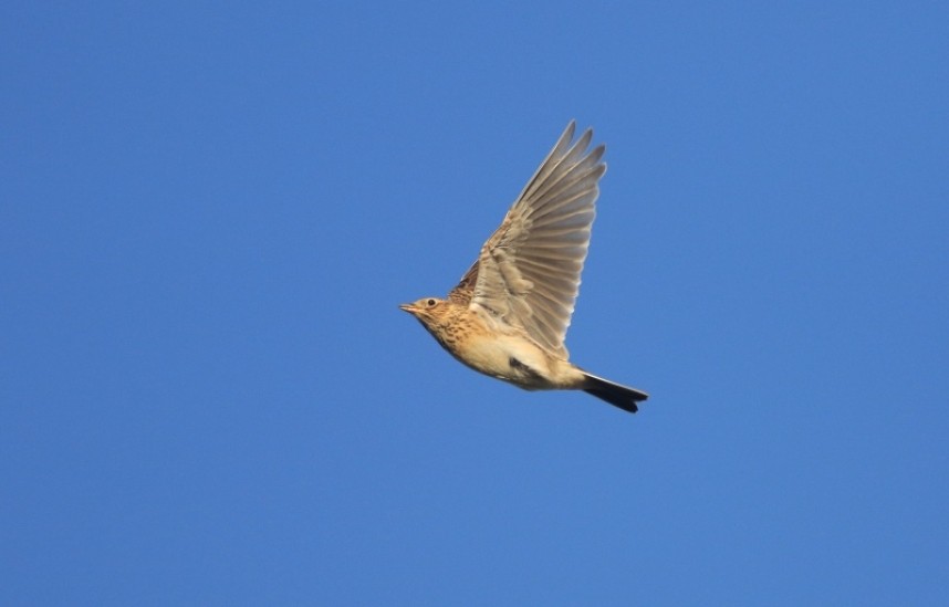  Early spring and late autumn are the peak periods for Skylarks © Mark Pearson