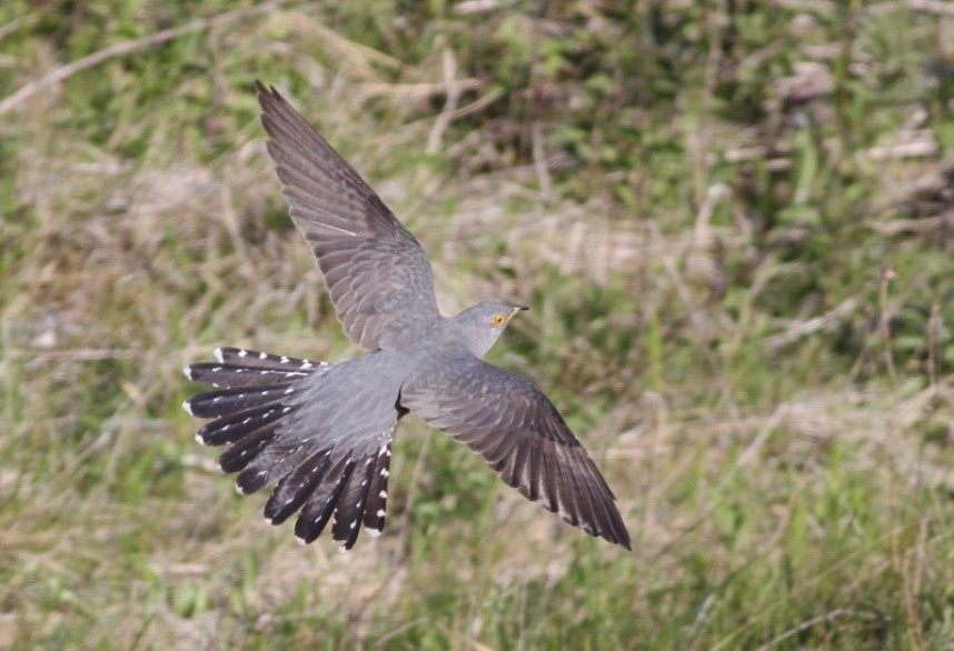  A low-flying Cuckoo is a rare and decreasing sight in spring © Mark Pearson