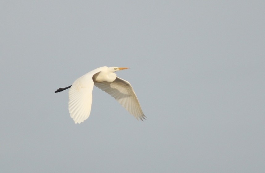  Great Egret – once a mega rarity, now annual in small numbers © Mark Pearson