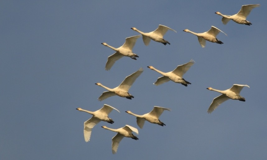  Whooper Swans are one of the star species of autumn vismig here © Mark Pearson