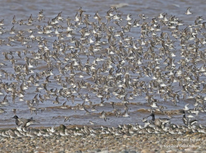  Waders everywhere! the high tide roost at Spurn November 2022 © Richard Baines