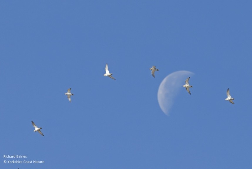  European Golden Plovers over the moon at Spurn October 2022 © Richard Baines