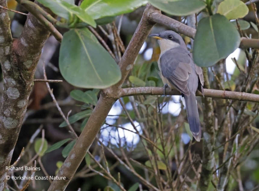  Mangrove Cuckoo - St Lucia Nov 2022 © Richard Baines