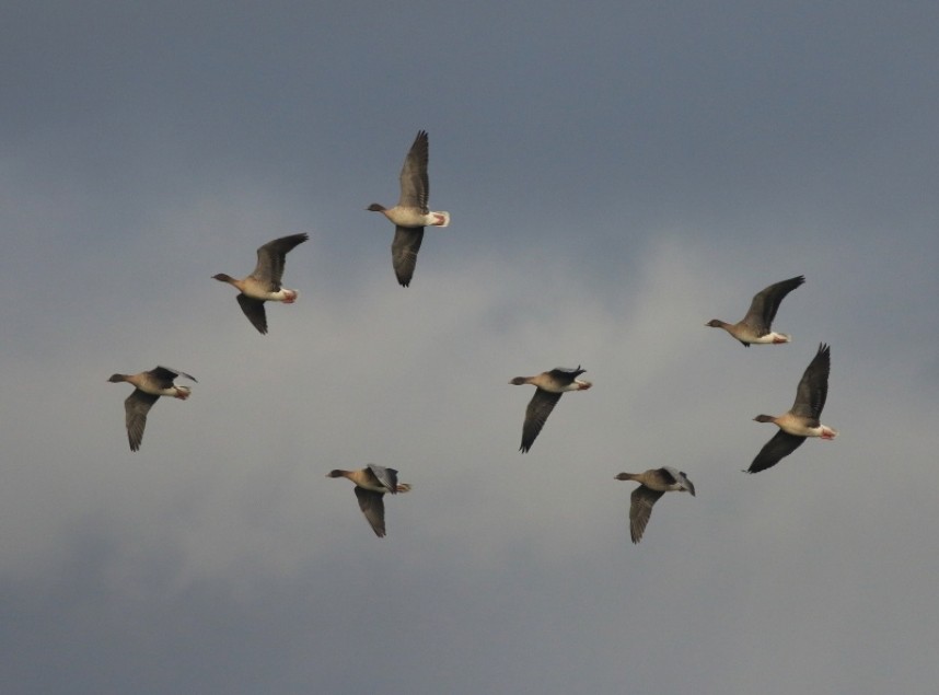  Pink-footed Geese Yorkshire 2022 © Mark Pearson