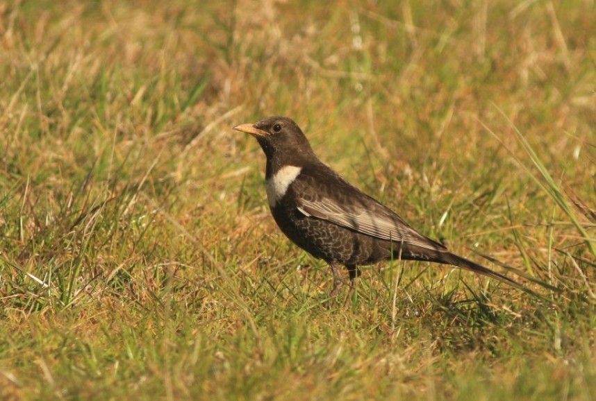  Ring Ouzel North Yorkshire spring 2022 North Yorkshire 2022 © Mark Pearson