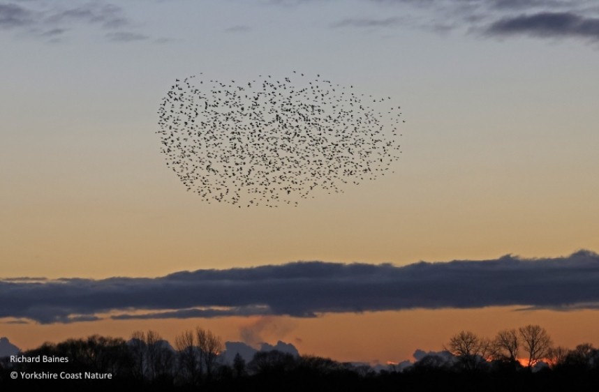  Starling flocks arriving © Richard Baines