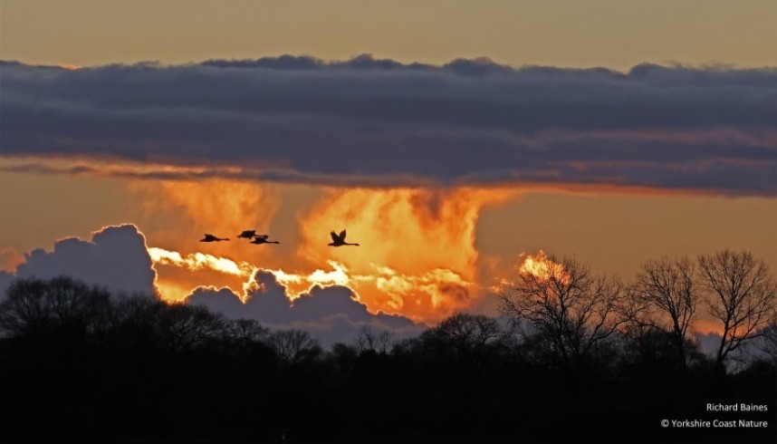  Whooper Swans at sunset over the Lower Derwent Valley © Richard Baines