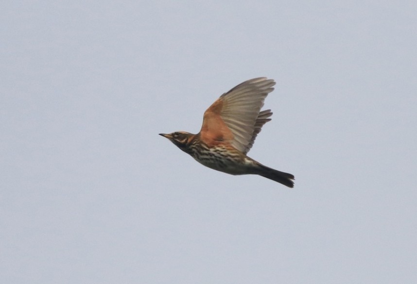  A Redwing arriving at Flamborough (they do at least partially live up to their name!) © Mark Pearson