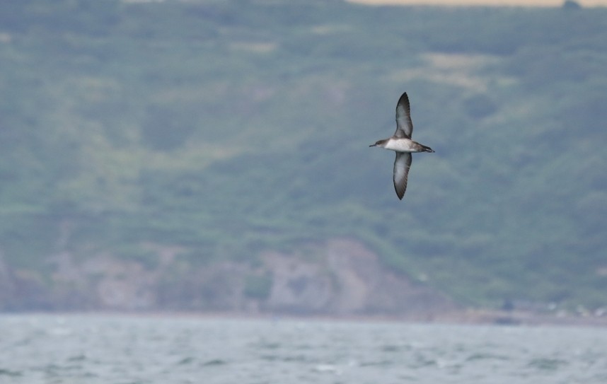  Balearic Shearwater - Staithes North Yorkshire - 2 August 2015 © Richard Baines